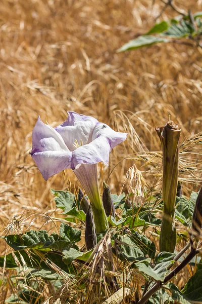 Grande flor trompete branco com folhas e botões — Fotografia de Stock