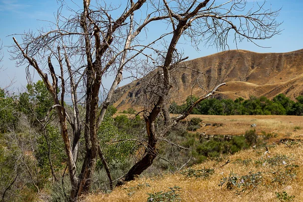 Fuoco albero danneggiato in macchia deserto paesaggio vista — Foto Stock