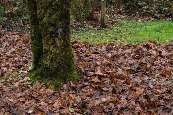 Βρύα cocvereed κορμό δέντρο με φύλλα καλύπτονται γρασίδι — Φωτογραφία Αρχείου