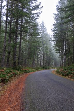 Altın sonbahar eğreltiotu ile sisli sonbahar ormanı