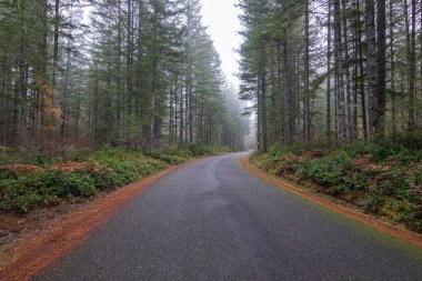 Altın sonbahar eğreltiotu ile sisli sonbahar ormanı