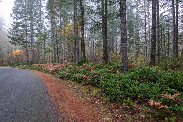 Φθινοπωρινό δάσος στην ομίχλη με χρυσές φθινοπωρινές φτέρες — Φωτογραφία Αρχείου