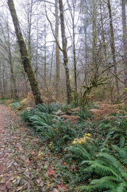 Yeşil eğreltiotu ve kuru yapraklı yosun kaplı ağaç gövdeleri.
