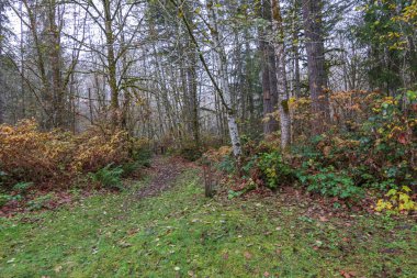 huş ağaçları ve sarı yapraklar dökülmüş yapraklarla patikanın açılışında