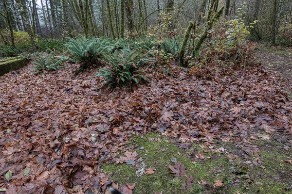 Pile humide de feuilles d'automne empilées avec des troncs d'arbres — Photo