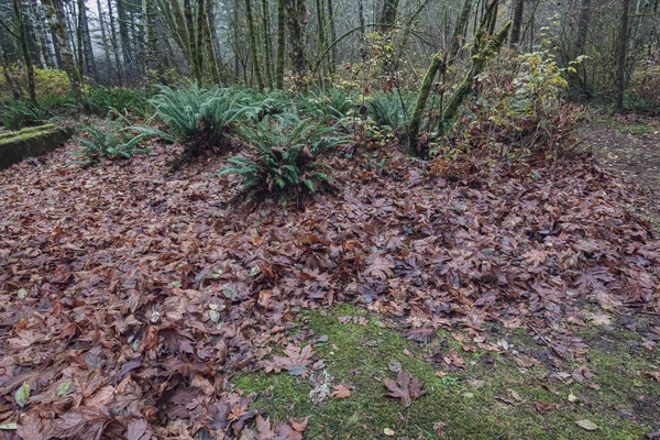 Pilha molhada de folhas de outono empilhadas em conjunto com troncos de árvores — Fotografia de Stock