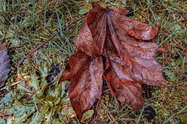 Nasses Ahornblatt auf dem Gras liegend mit Tannennadeln — Stockfoto