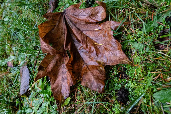 Folha de bordo molhado deitado na grama com agulhas de pinheiro — Fotografia de Stock