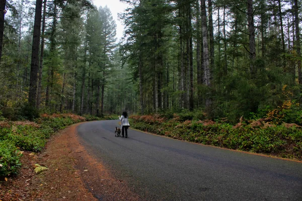 ethnic middle aged woman walking large dog in foggy forest