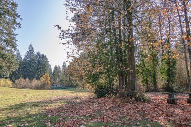 Yaprak döken ağaçlardan ve sarı yapraklı çalılardan oluşan bir grup.