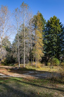 Işık çizgileri ve orman sınırına doğru giden gölgeler.