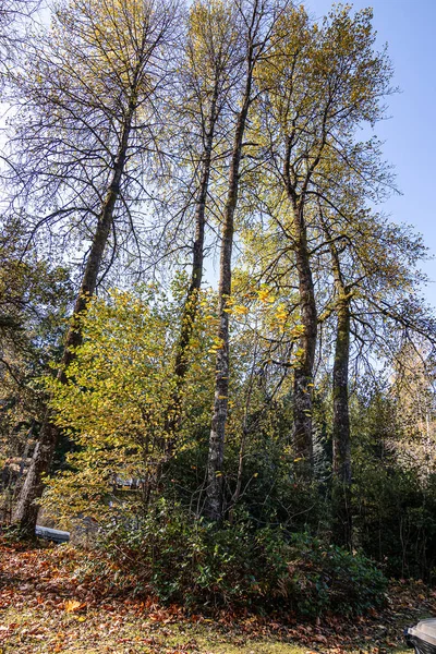 Skupina listnatých stromů a keřů se žlutými listy — Stock fotografie