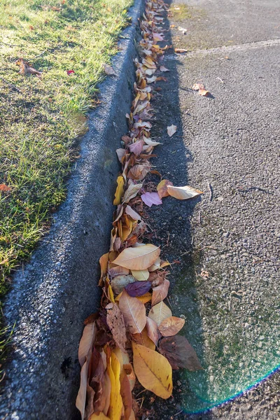 line of colorful leaves along curb in parking lot edge