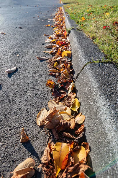 line of colorful leaves along curb in parking lot edge