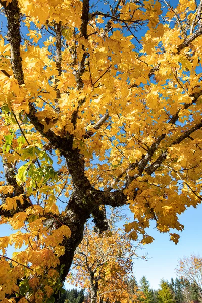 Några höstlöv i guld och orange på kala grenar — Stockfoto