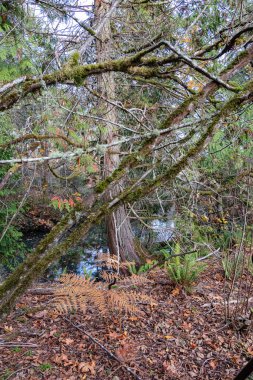 Bainbridge adasındaki kıyı şeridi batan güneşten ışıldıyor