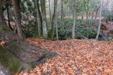 Bainbridge adasındaki kıyı şeridi batan güneşten ışıldıyor