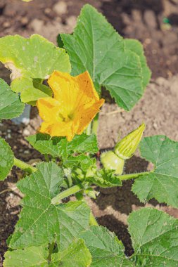 Yaz ezmesi köfte tava çiçek ve küçük kabak