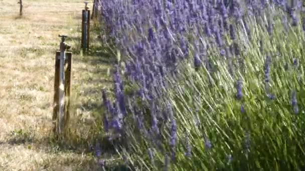 Water pipe and lavender fields on a lavender farm — Stock Video