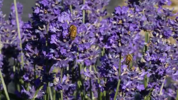 Abelha em flores de lavanda na fazenda no dia de primavera — Vídeo de Stock