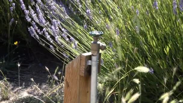 Wasserleitung und Lavendelfelder auf einer Lavendelfarm — Stockvideo