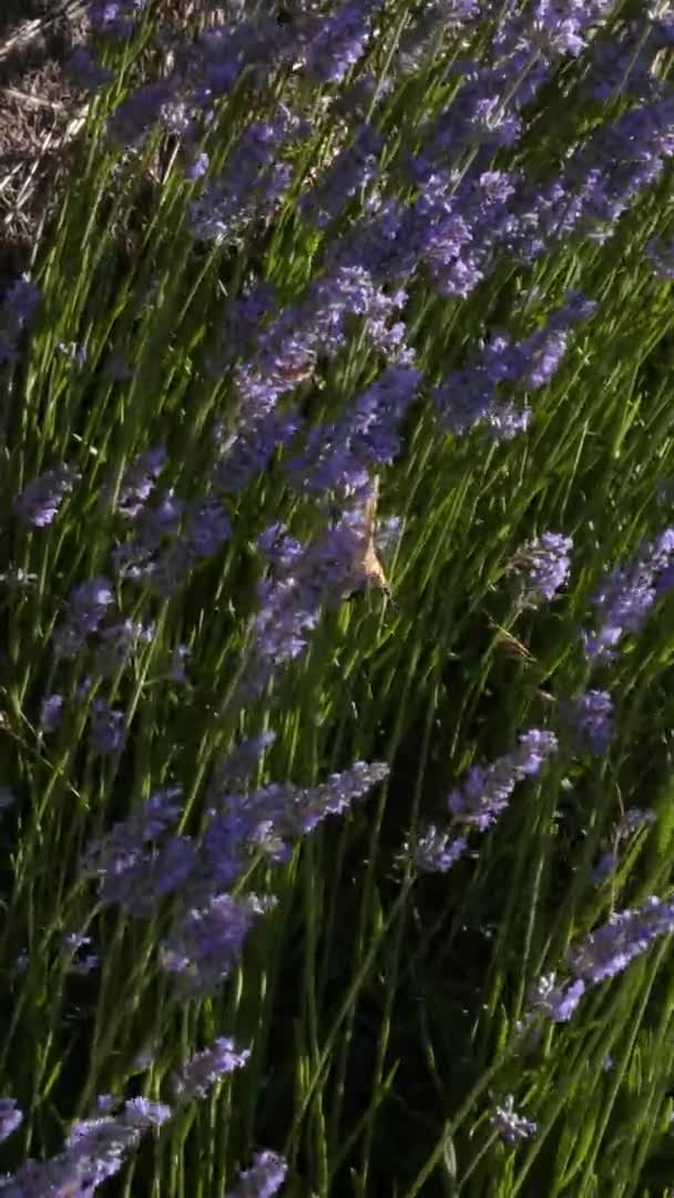 Oranje vlinder en bijen in paars lavendel — Stockvideo