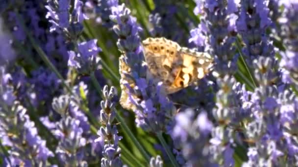 Orangefarbener Schmetterling bewegt sich auf lila Lavendel — Stockvideo