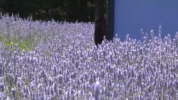 Abelha em flores de lavanda na fazenda no dia de primavera — Vídeo de Stock