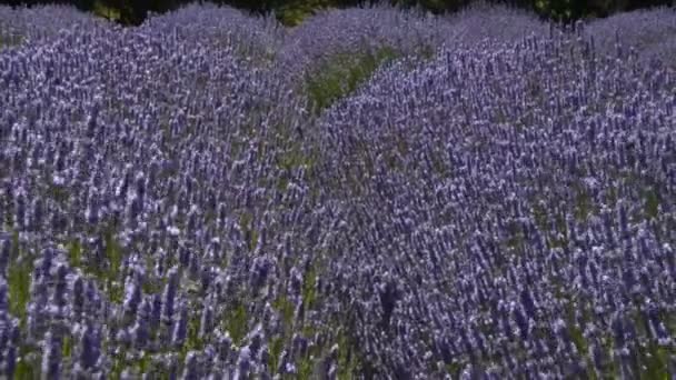 Bij op lavendelbloesems in boerderij op lentedag — Stockvideo
