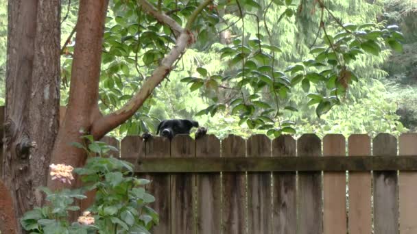 Large black dog jumping up on fence in yard — Stock Video