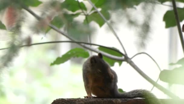 Eichhörnchen kratzt im Herbst unter grünen Bäumen an trockener Haut — Stockvideo