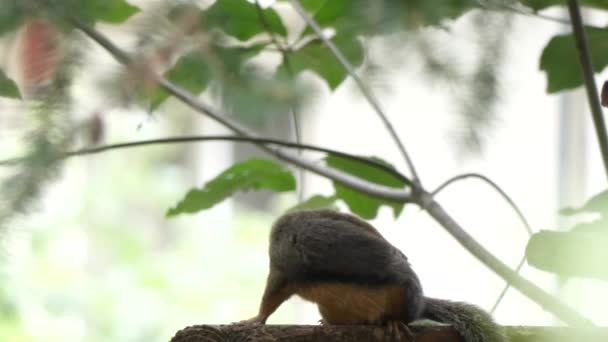 Дряпається білка на сухій шкірі восени під зеленими деревами — стокове відео