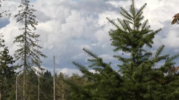 Високі соснові дерева в лісі в похмурий день — стокове відео