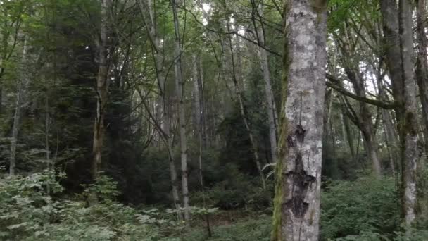 Forêt dense avec de grands arbres couverts de mousse et de fougères — Video