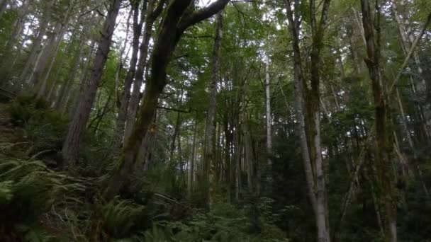 Forêt dense avec de grands arbres couverts de mousse et de fougères — Video