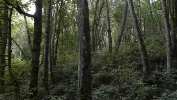 Πυκνό δάσος με ψηλά δέντρα καλυμμένα με βρύα και φτέρες — Αρχείο Βίντεο