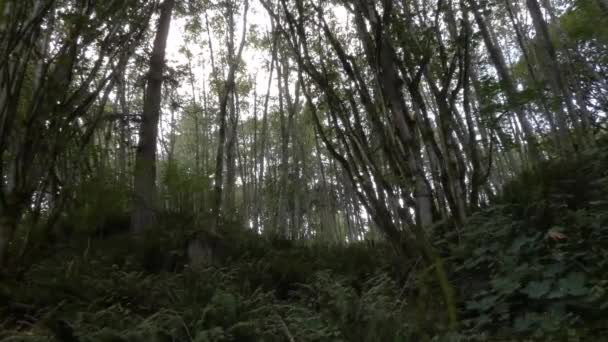 Floresta densa com árvores altas cobertas de musgo e samambaias — Vídeo de Stock