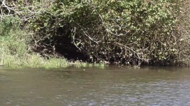 Saumon nageant dans une rivière peu profonde — Video