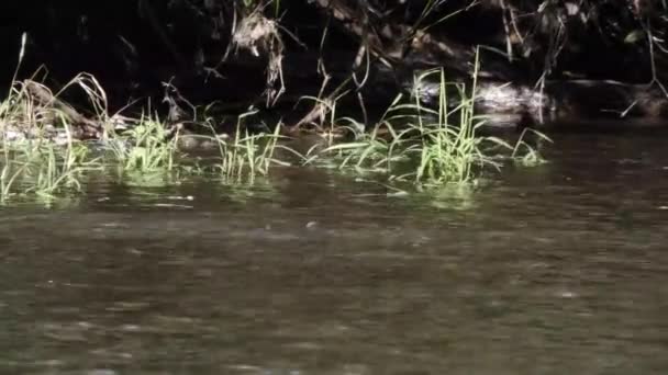 Saumon nageant dans une rivière peu profonde — Video