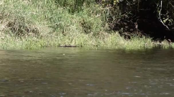 Lachse schwimmen in einem seichten Fluss — Stockvideo