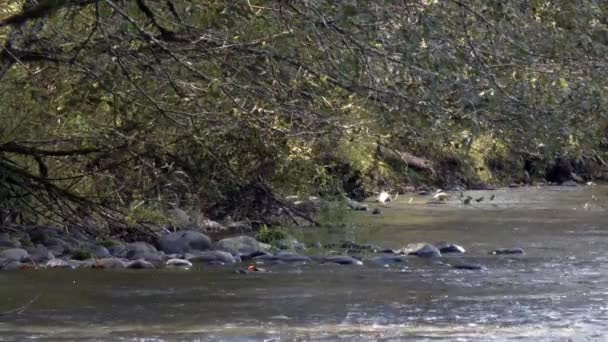 Låga hängande träd över en stenig flodstrand med vind — Stockvideo