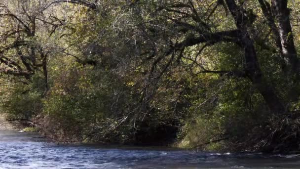 Ποτάμι που περνά μπροστά από δέντρα που κρέμονται πάνω από βραχώδη όχθη — Αρχείο Βίντεο