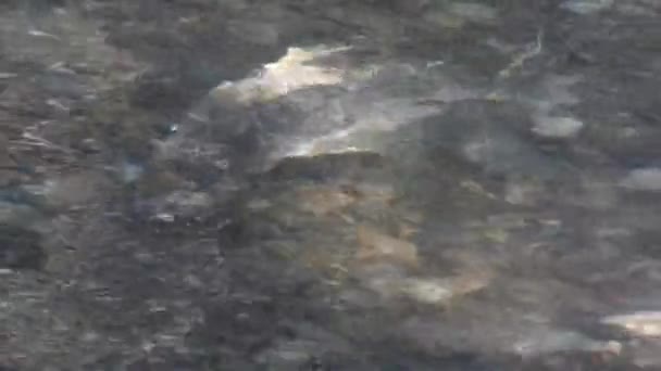 Salmon swimming in a shallow river — Stock Video