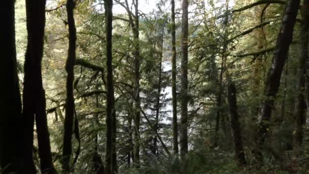 Tät skog med höga träd täckta av mossa och ormbunkar — Stockvideo