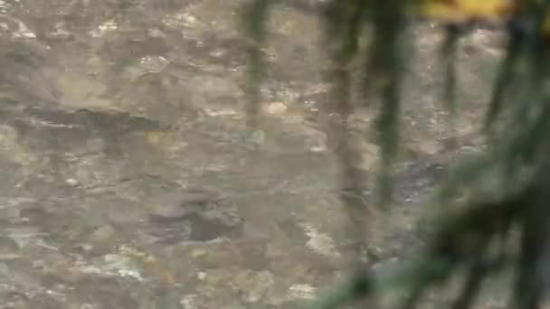 Лосось плавает в мелкой реке — стоковое видео