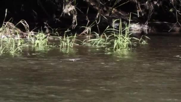 Nuoto di salmone in un fiume poco profondo — Video Stock