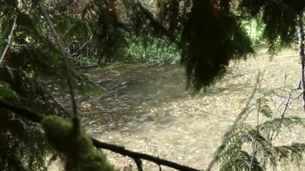Salmón nadando en el río por debajo de los árboles en el desove de octubre — Vídeo de stock