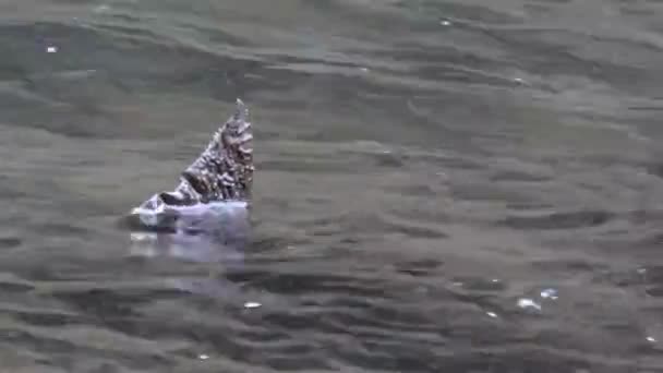 Πτερύγιο ψόφιου σολομού του Βορειοδυτικού Ειρηνικού που υψώνεται πάνω από νερό ποταμού — Αρχείο Βίντεο