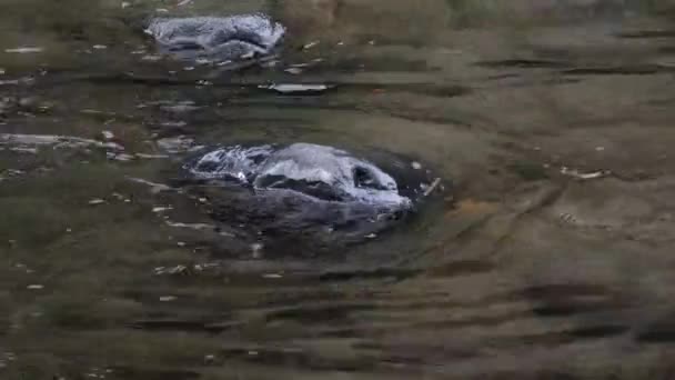 Roca sentada en el río con agua que fluye a su alrededor — Vídeos de Stock