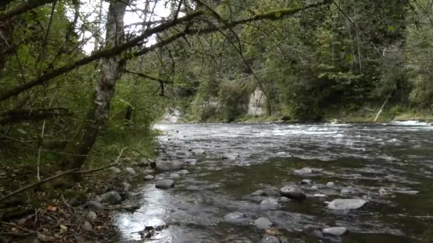 Fiume nella foresta che scorre sotto gli alberi in autunno — Video Stock